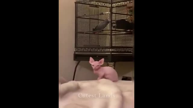 Try Not to Laugh - Puppies Edition #57