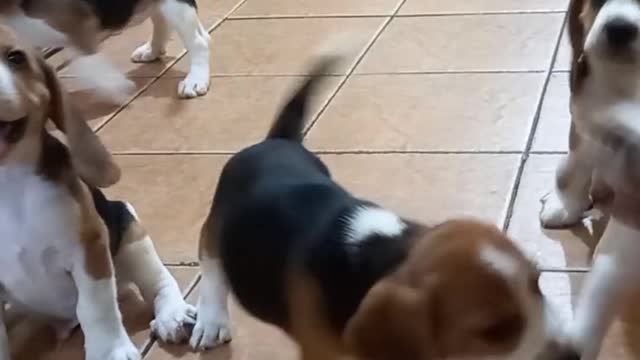 BEAGLE PUPPIES EXERCISE BEFORE FEEDING! 🥰