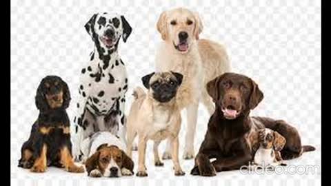 caos em familia completo