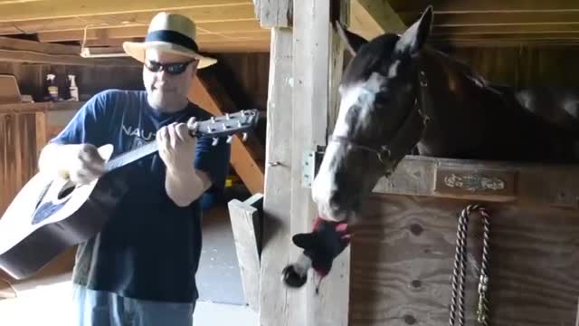 CHUYỆN VUI VỚI LOÀI NGỰA 🇺🇸 FUN WITH HORSES