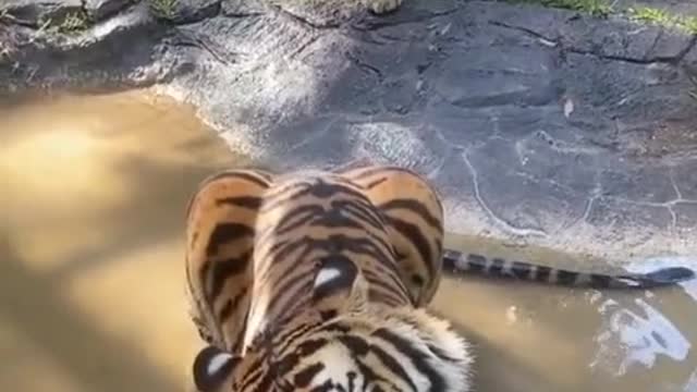 two tigers