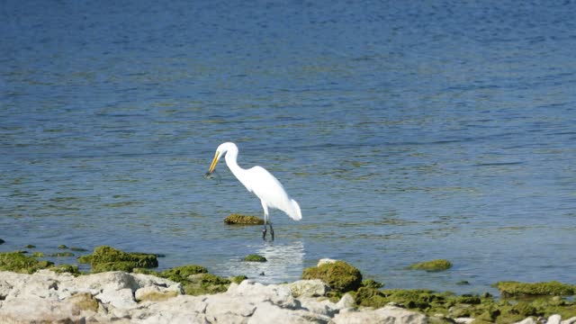 Great White Egret Eating Fish