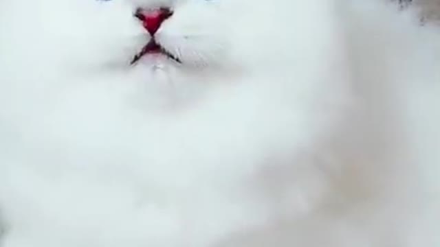 ❤️❤️Kittens Meowing _ _Short video.❤️❤️