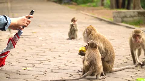 A video of a monkey eating fruit in a funny way