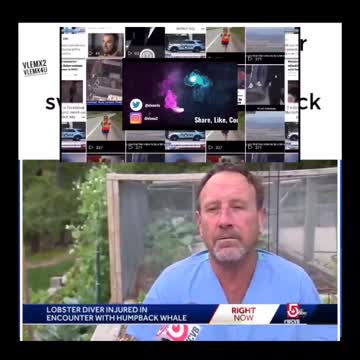 Mass. lobster diver swallowed by humpback whale