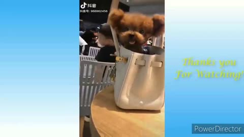 Funny and cute dogs and cats video/dog/cat