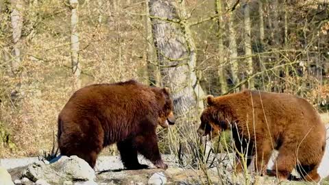 Two bear is loved and kissing