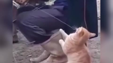 Cats funny video