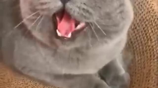 Funny Cats Videos Compilation 😂 Cat Reaction Try Not To Laugh Funniest Videos