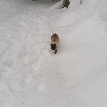 adventure cat lost in the middle of the snow