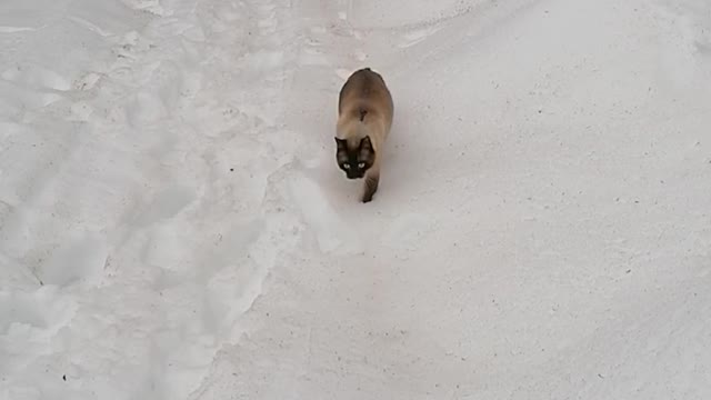 adventure cat lost in the middle of the snow