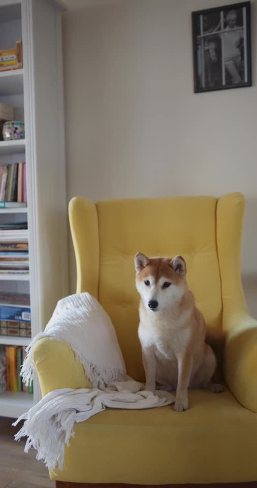 الكلبة ناتاشا العب والمرح