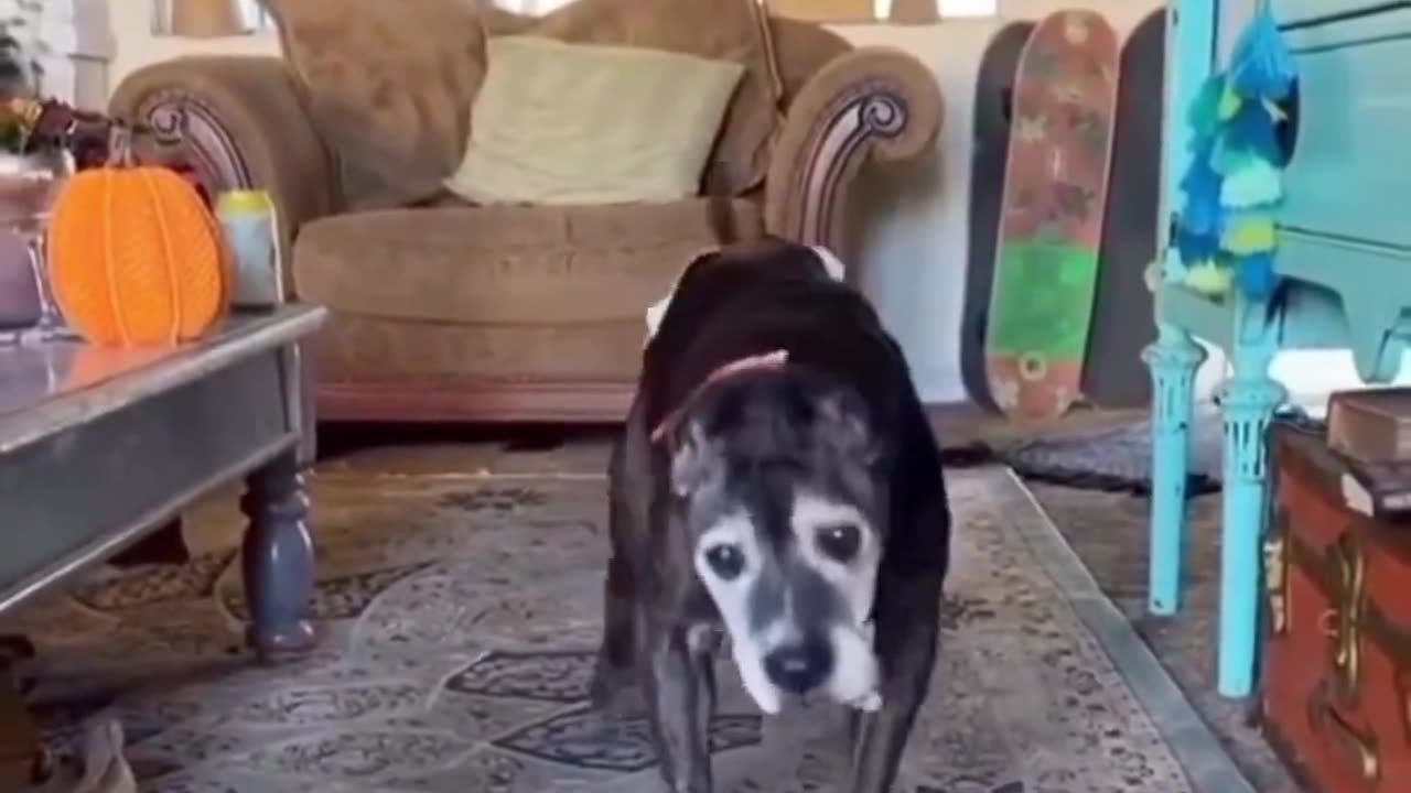 This very old dog continues to be happy when he sees his human of choice.