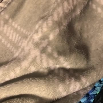 Parrot is Bad At Playing Hide-and-Seek