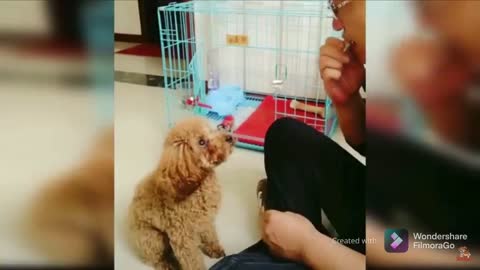 Cute puppy reacts when i eat his food