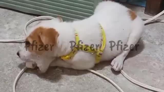 Puppy Pfizer playing