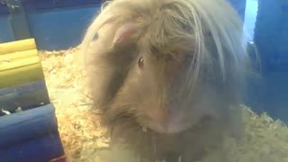 Peruvian guinea pig shows off his new haircut, it looks cute and radical! [Nature & Animals]