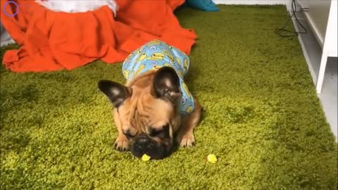 Baby dog - cute and funny dog video