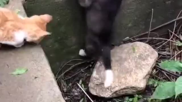 The cat tried to help the dog up