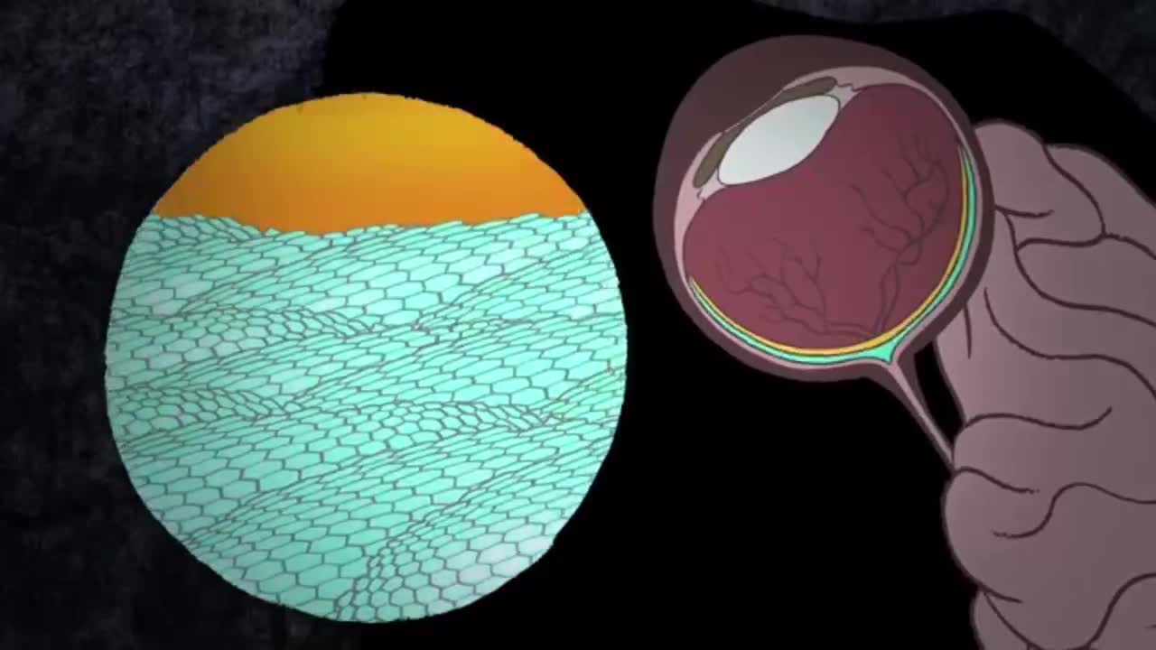 Cats' eyes get their shine from a structure called the tapetum lucidum