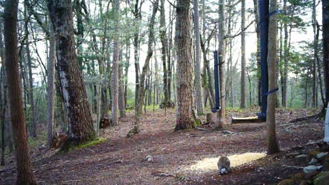 The Woods - 04/11/2021