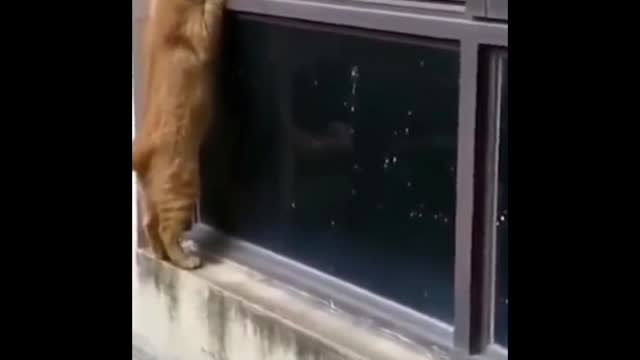 Even the cats started talking to each other from the window Haha