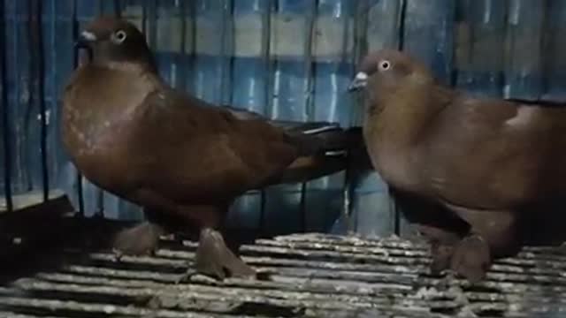 Bagigor pigeon