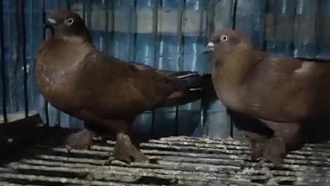 Bagigor pigeon