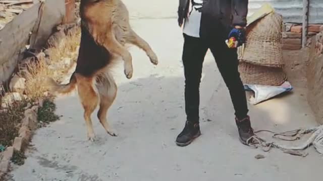 Training My Dog To Catch Coin In Air