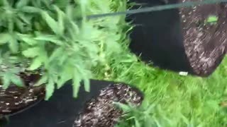 Marijuana pure Michigan Derek hunter podcast garden July 13, 2021