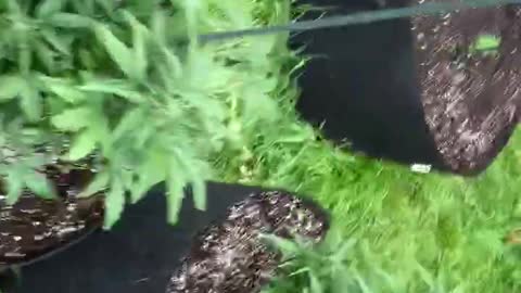 Marijuana pure Michigan Derek hunter podcast garden July 13, 2021