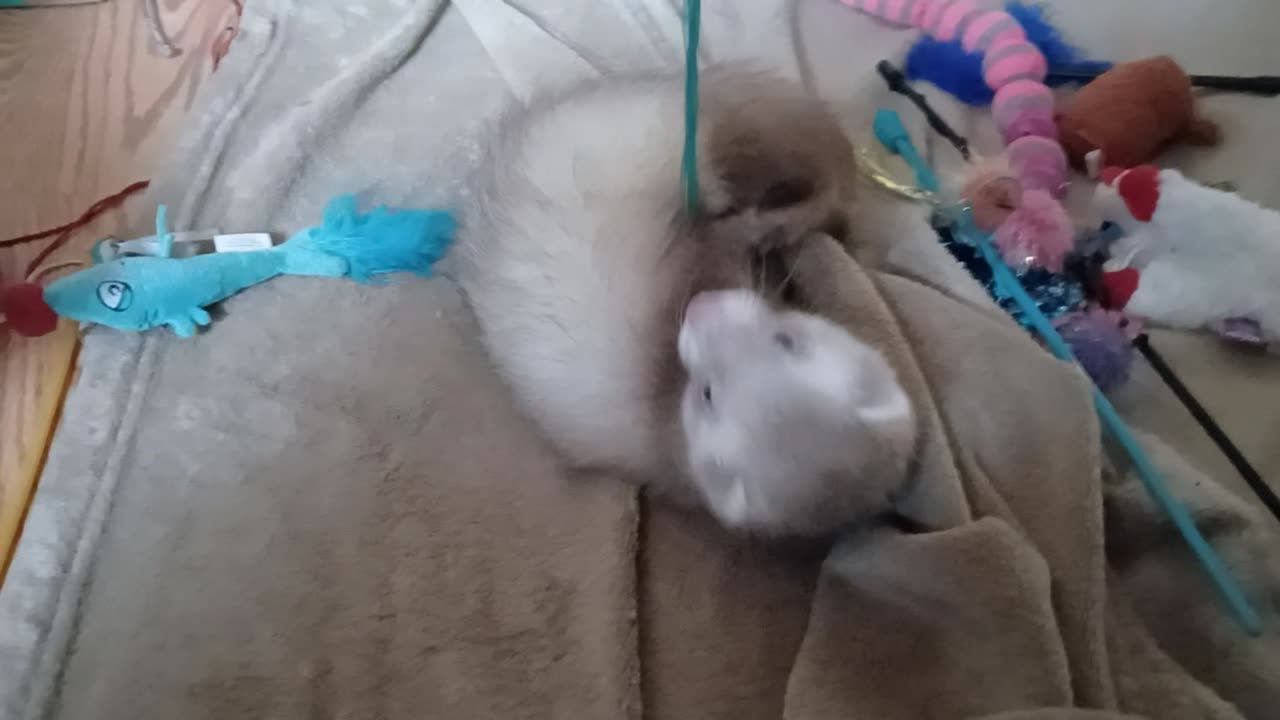 Ferret playtime!