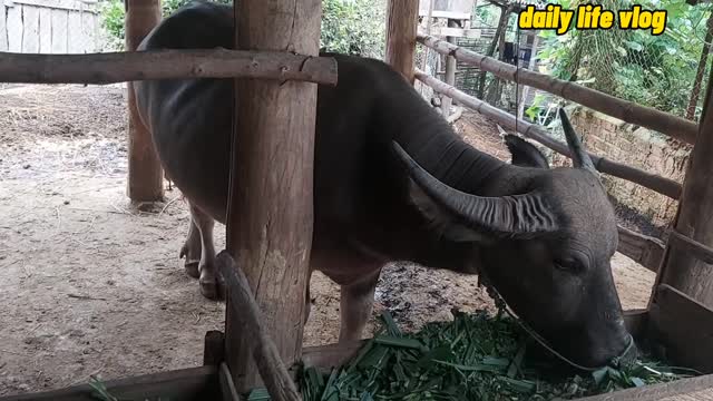 captive buffalo | daily life vlog