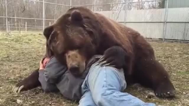 bear friend of man