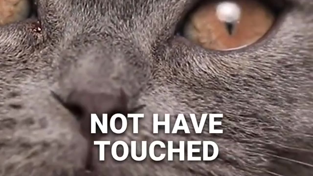 Why Cats Hate When You Touch Their Nose_ 😾👃_2