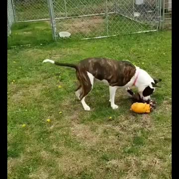 Ferret gets airborne while playing tug-of-war with pit bull