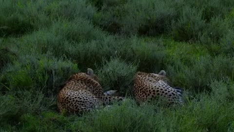 The last Paradise On Earth - The Amazing Serengeti ! Full Documentry