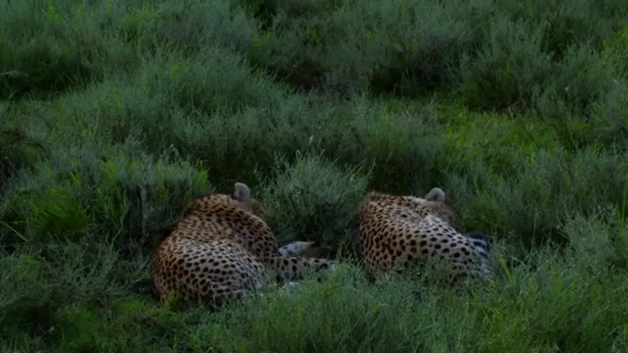 The last Paradise On Earth - The Amazing Serengeti ! Full Documentry