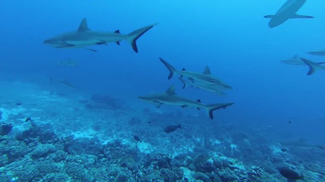 sharks, sharks and more sharks. "SCARED TO DEATH" sharks going after divers. huge school of 🦈 help!!