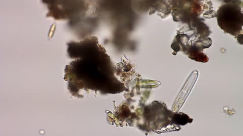 More Mississippi River Diatoms