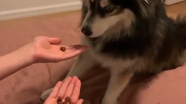 Husky Doesn't Like Owner Trying To Trick Him