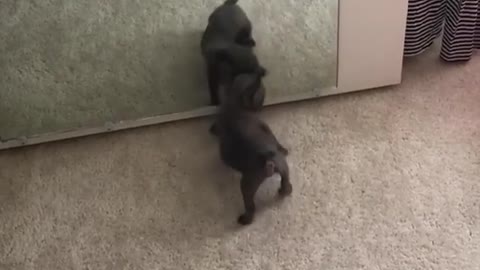 Puppy barks at his reflection in the mirror