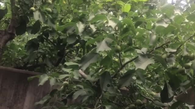 The trees are so beautiful and green