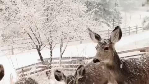 Love_these_snow_fluffy_faces_❤️