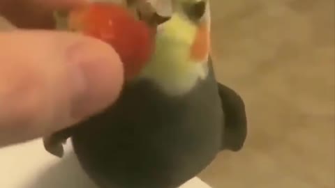 The Cutest baby animals ever