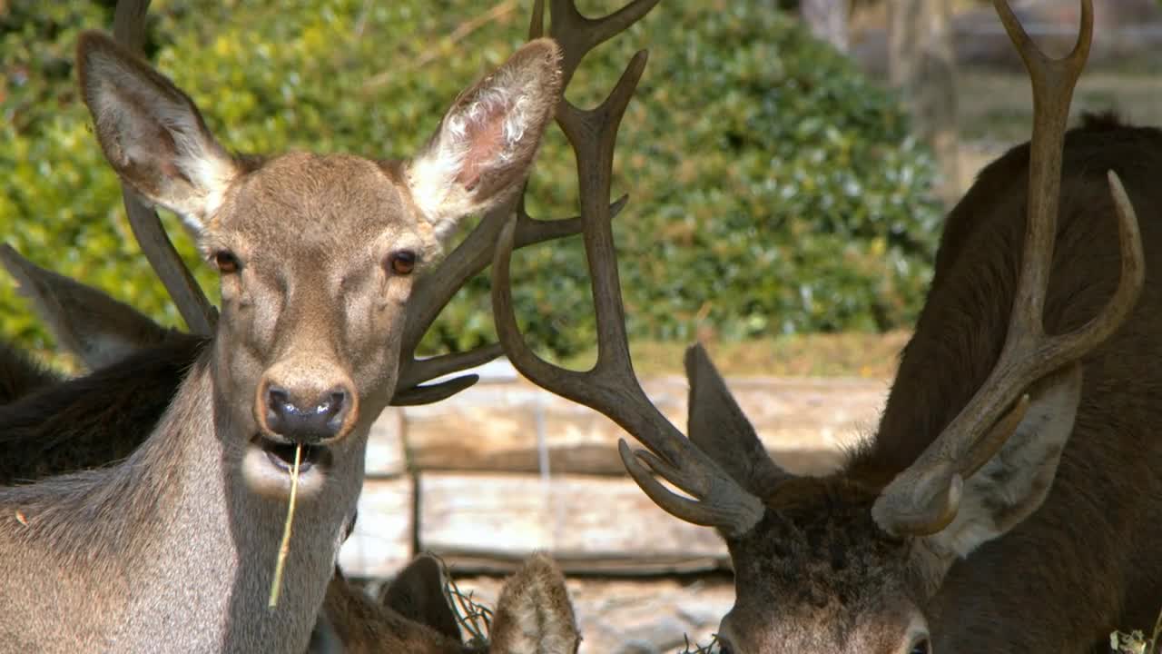 Mammal Animal Deer Feeding