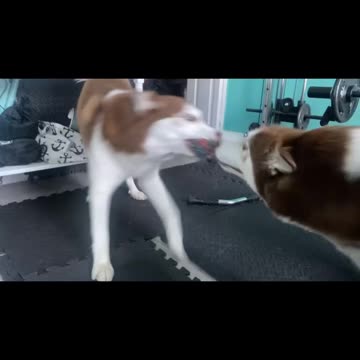 𝐇𝐮𝐬𝐤𝐲 𝐓𝐮𝐠-𝐎𝐟-𝐖𝐚𝐫🐺🐾