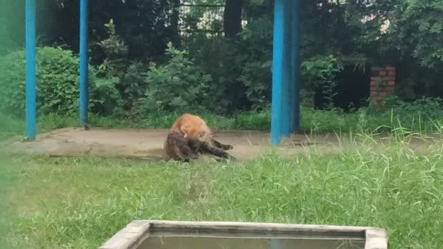 This animal searching food to eat