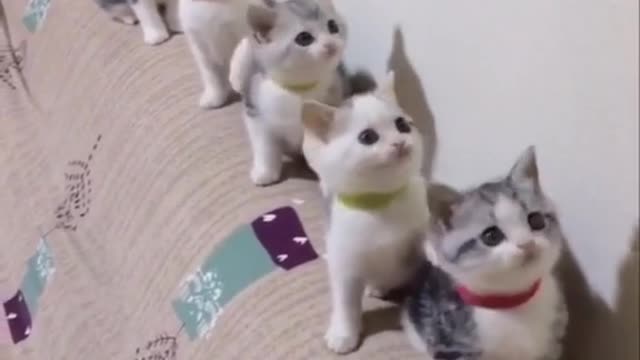 The cat is dancingg