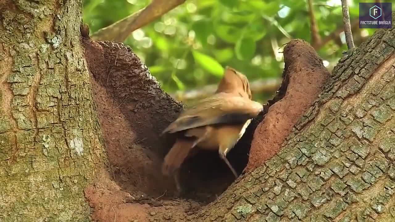 পৃথিবীর সবথেকে সুন্দর এবং অদ্ভুত পাঁচটি পাখির বাসা দেখলে আপনার মন ভরে যাবে | Beautiful Birds Nest